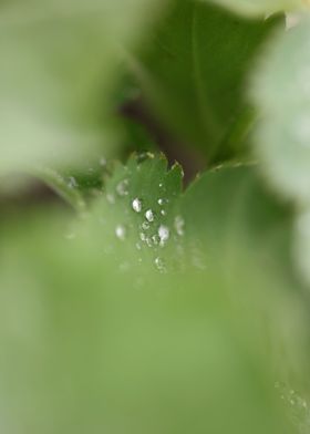 Winter rain droplets macro