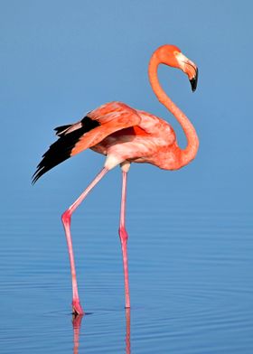 Flamingo