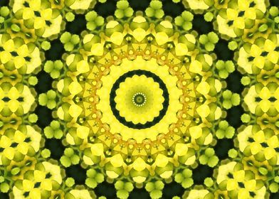 Rapeseed Kaleidoscope4