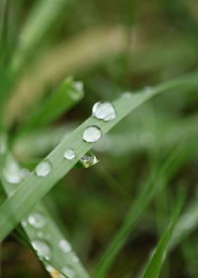 Winter rain droplets macro