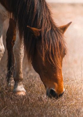 Wild Horse