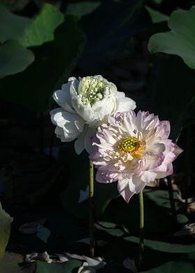 Peony Lotus