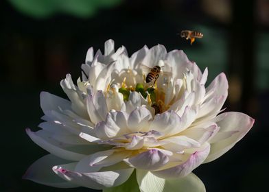 Peony Lotus