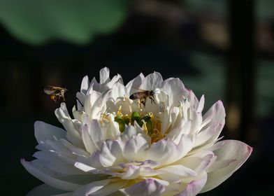 Peony Lotus