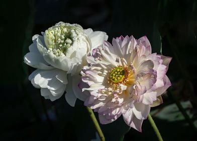 Peony Lotus