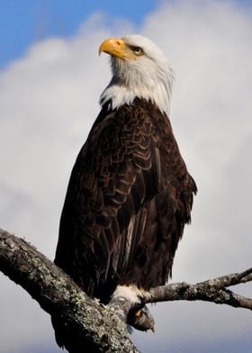 Eagle