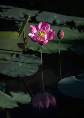 lotus