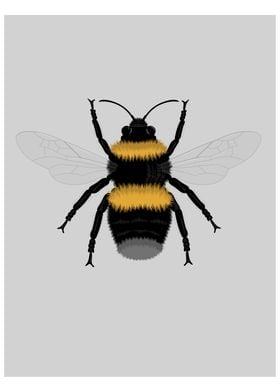 Bumble Bee Illustration