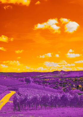 Purple Lavender Fields