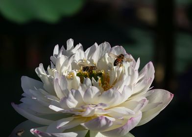 Peony Lotus