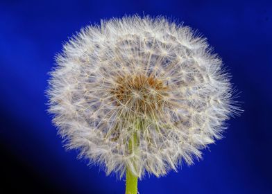 dandelion flower