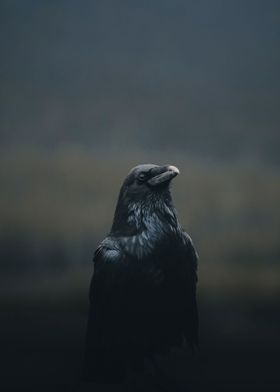 Crow