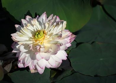 Peony Lotus