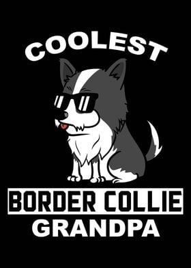 Border Collie Grandpa 