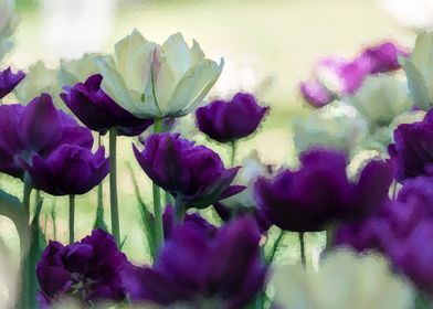 purple white tulips