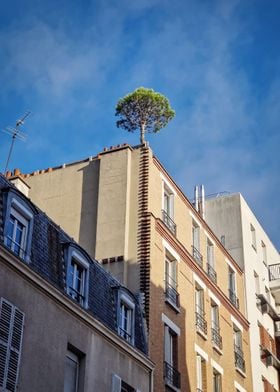 Pine tree on the building