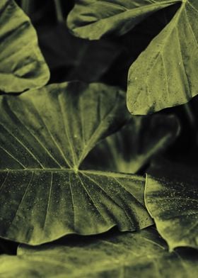 Plant Leaves 2