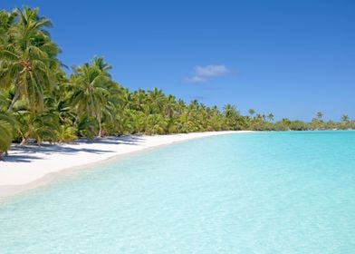 Sunny Beach With Palm Tree