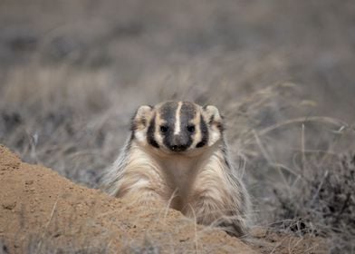 Badger 