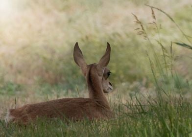 The Littlest Buck