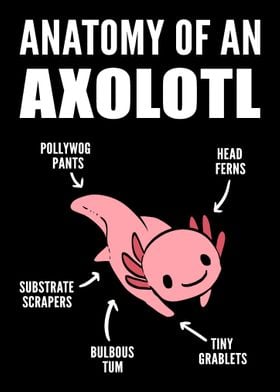 Anatomy of Axolotl Oceanog