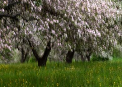 Apple orchard blurred