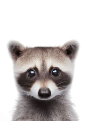 Baby Animal Raccoon