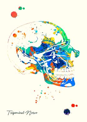 Trigeminal Nerve