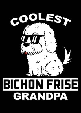 Bichon Frise Grandpa 