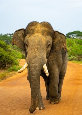 Elephant in Yala National