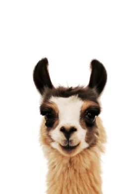 Baby Animal Llama' Poster by Neo Design | Displate