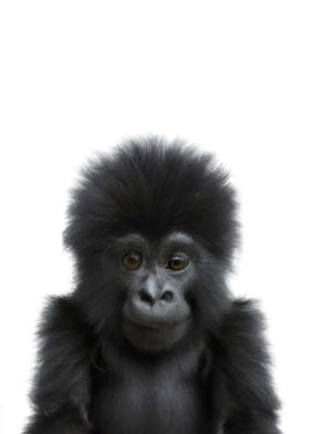 Baby Animal Gorilla