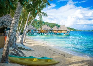 Beach Palm Trees