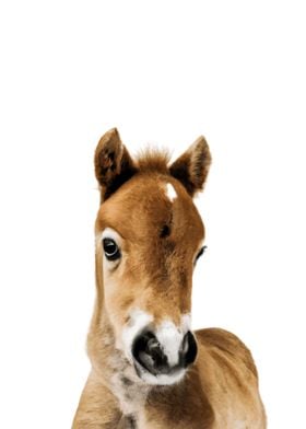 Baby Animal Horse