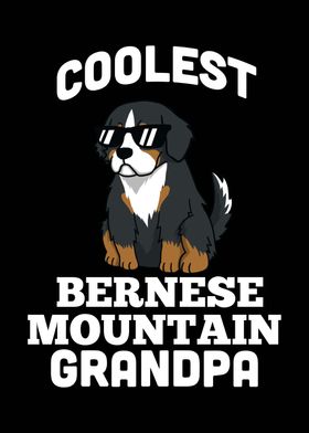 Bernese Mountain Grandpa