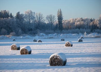 Winter landscape