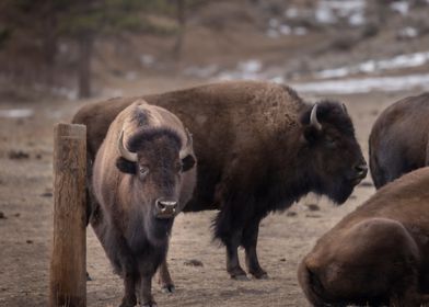 Young Bison Bull