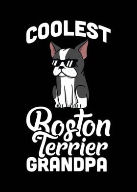 Boston Terrier Grandpa 