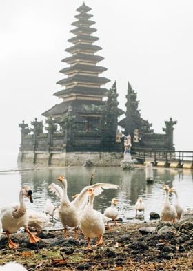 Temple and Nature