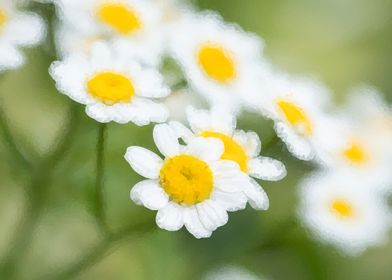 daisies flower   