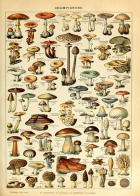 Mushrooms Champignons