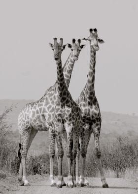 Giraff 1