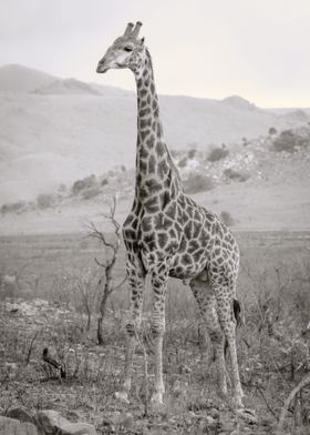 Giraff 2