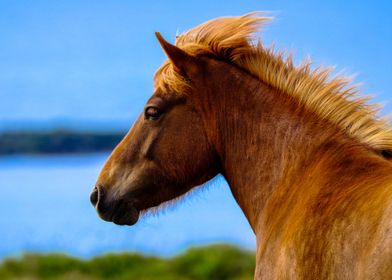 Blond Haired Brown Horse