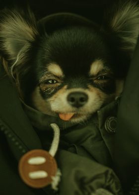 CHIHUAHUA DOG