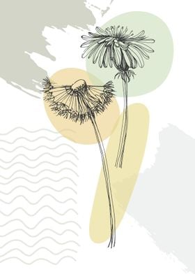 Taraxacum