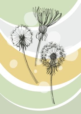 Dandelion