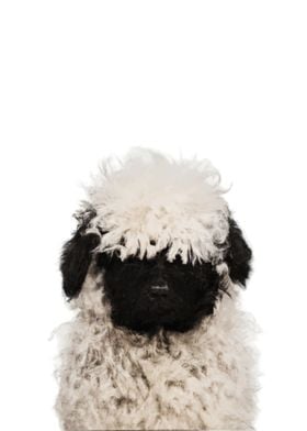 Baby Animal Sheep