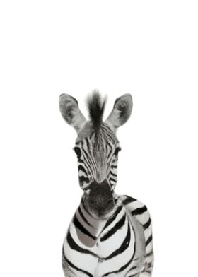 Baby Zebra Animal