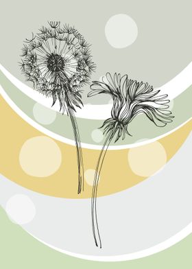 Dandelion taraxacum blow